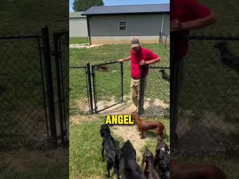 Dog training skill level 9000 #viral #animals #dog