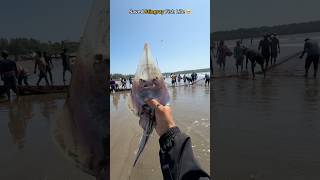 Stingray safely released after escaping a fishing net 🥹