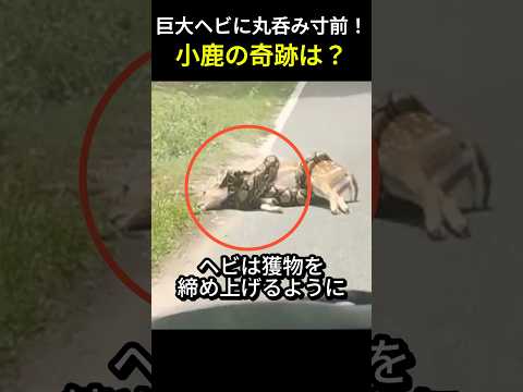 巨大ヘビに丸呑み寸前！小鹿の奇跡は？