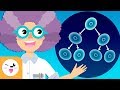 Células y Orgánulos en Biología