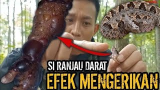 KONDISI KETIKA TERGIGIT ULAR VIPER TANAH! INILAH YANG AKAN TERJADI! PANEN ULAR VIPER TANAH (GIBUG) 