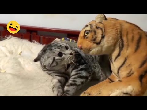 Videos Divertidos De Animales 😊 Los Gatos 😹 y Perros 🐶 Más Divertidos 2024