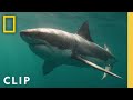 Shark Behavior and Population Dynamics