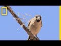 Sociable Weaver and Cape Cobra Dynamics