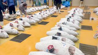 1000匹に1匹の奇跡のマグロ！！三崎港の親子三代「目利きの名人」に密着