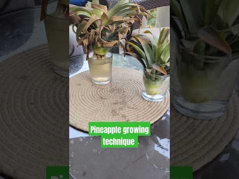 Best way to grow Pineapple #garden #plantation #farming #pineapple