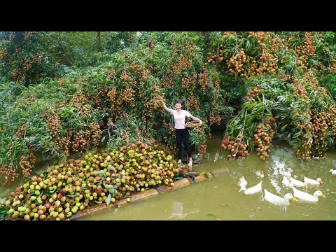 Full TIMELAPSE: Harvesting millions fruits lychee, Chicken Egg, corn, cassava, watermelons, beehives