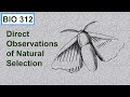 Natural Selection and the Peppered Moth