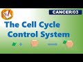 Exploring the Cell Cycle Control System