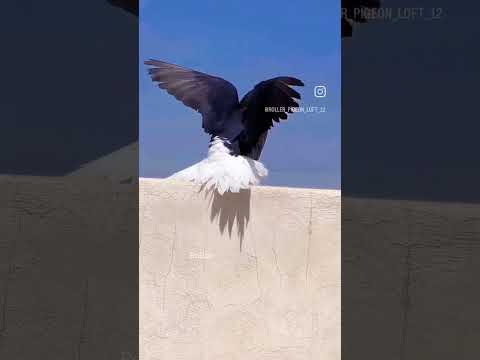 pigeon videos #kabutar #pigeon #birds #pets #birdlovers #fancybird #youtubeshorts #youtube