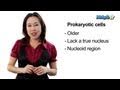 Differentiating Prokaryotic and Eukaryotic Cells