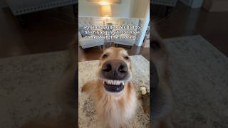 The most intense moments a dog can experience! 😂