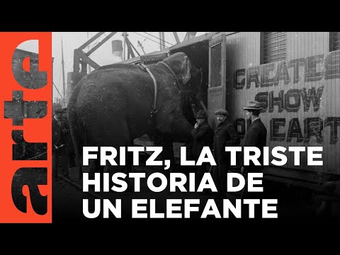 La trágica historia de Fritz el elefante | ARTE.tv Documentales