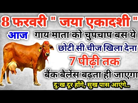 आज 8 फरवरी " जया एकादशी " गाय को खिला दे ये छोटी सी चीज जन्म-जन्मों के पितृदोष होगे दूर #ekadashi