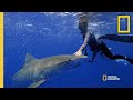 Tiger Sharks and Cooperative Hunting
