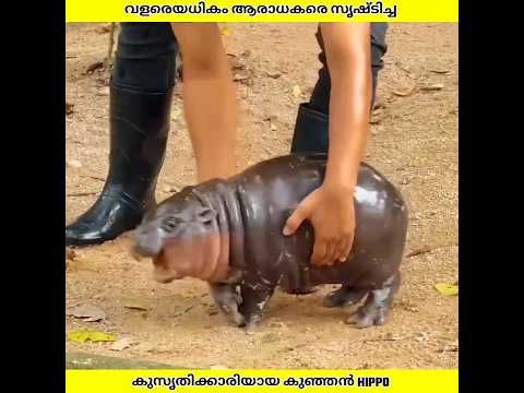 വളരെയധികം ആരാധകരുള്ള Hippopotamus | Ashik Uncovered | #shorts