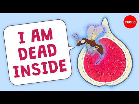 Are there really dead wasps in figs? - Carolyn Beans