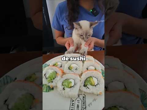 Mi gato prueba el sushi por primera vez 😭💙