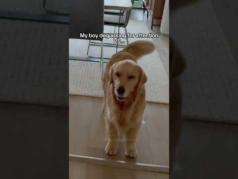 How My Different Dogs Ask For Attention #funny #comedy #shorts