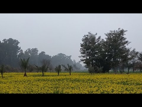 Punjab village culture 🌳