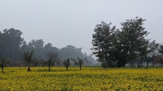 Punjab village culture 🌳
