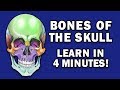 Human Skull Anatomy and Bones