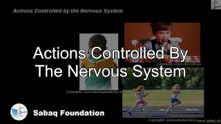 Actions Controlled By The Nervous System