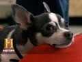 Pet Bed Experiment and Reactions