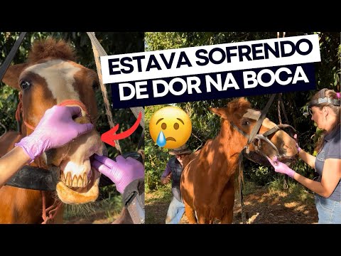 O POTOCÓ FEZ OS DENTES COM A DENTISTA 🦷 o negócio tava feio! 😰