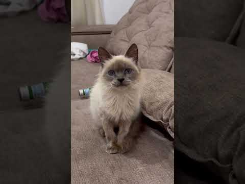 Encontrei esse gato abandonado e preciso de ajuda pra salvar ele #gatos #adoteumgato #pets #gato