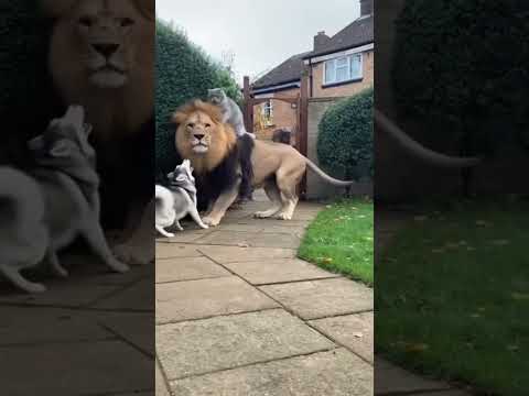 Husky Can't Believe What This Cat Just Did to a LION! 😱 #animals #shorts
