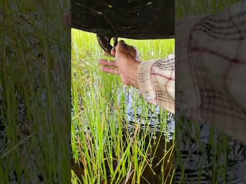 நல்லவேளை இவர் இதைப் பார்த்தாரு 😱|| #shorts ||