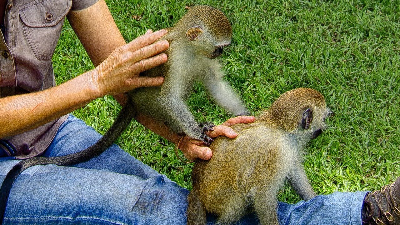 Baby monkeys make friends in orphanage BBC Earth