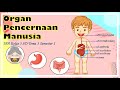 Digestive System Functions and Processes