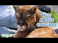 Cougar and Florida Panther Facts