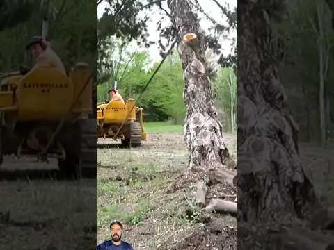 Usage of machine for removal of tree from roots || #youtubeshorts #heavyequipment #viral #trending