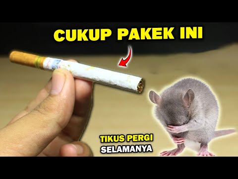 Tikus Pergi Selamanya!! Inilah Cara Mengusir Tikus Dengan Mudah