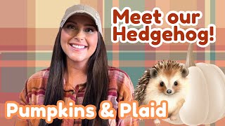 Fall Decorate With Me! 🎃🦔 Pumpkins & Plaid Decor w/Fall Tree & Meet our hedgehog! @paradiseranchliving