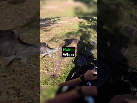 Biker Got Attacked by Eagle 😱