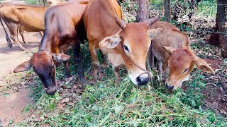 Sapi induk dan anak anaknya makan rumput sepuasnya. Video suara sapi, sapi melenguh. Sapi moo