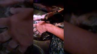 Phirst Lady & PhatDog Bath Time