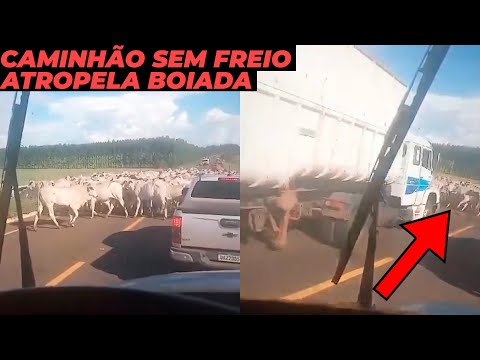 CAMINHÃO ATROPELA TODA BOIADA QUE ATRAVESSAVA PISTA