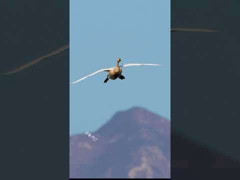 天鹅情侣优雅降落水面 #birds #animals #wildlife #swan #goose #nature