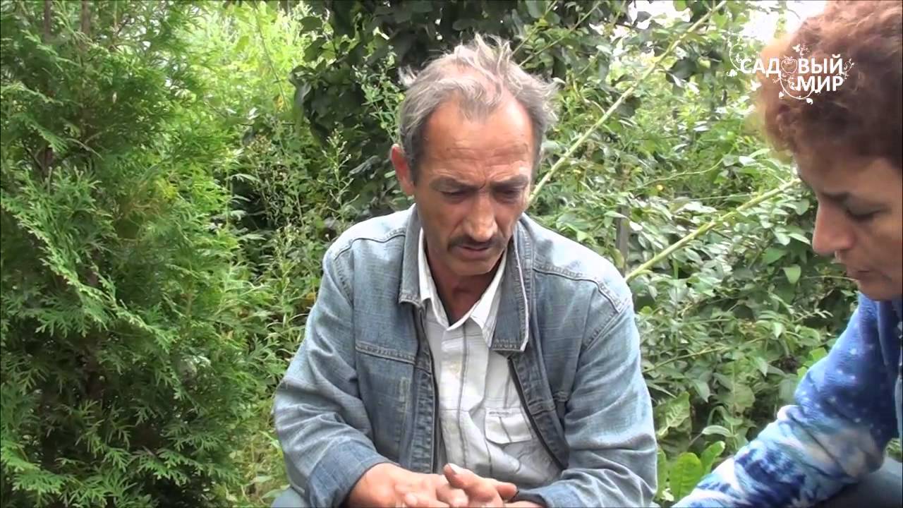 Брусника на 6 сотках. Сайт садовый мир
