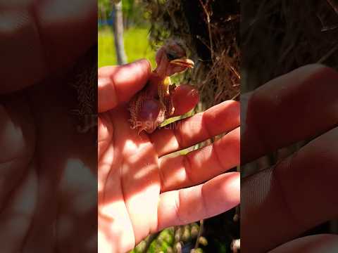 #pajaro #con #gusanos suscríbete a mi canal Dios les bendiga 🙏🐦🫶