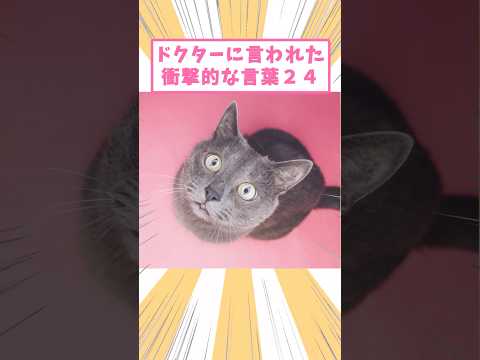 ドクターに言われた衝撃的な言葉24 #猫　#猫のいる暮らし　#猫動画　#ねこ　#可愛い　#ペット　#かわいい　#2ch