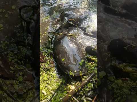 আজ ভাই হাত দিয়ে মাগুর মাছ ধরলো 🐟😍(107) bengali village fishing video || bangla fishing shots #fish