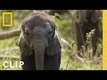 Elephant Communication and Vocalizations