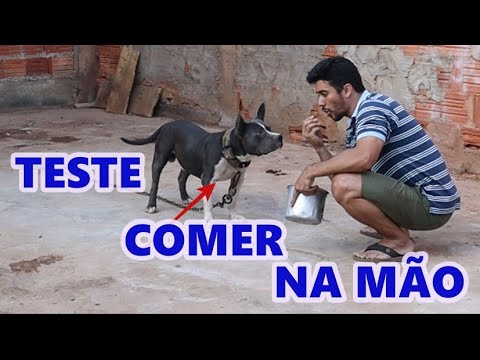 TESTANDO O BULLY BRUCE COMER NA MÃO