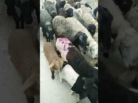 Hazrat Ibrahim alaihissalam aap bakriyan chara Rahe #hazratibrahim#hazratibrahimas #animals#cow